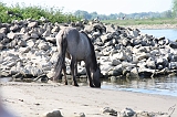Aan_de_IJssel_016