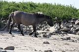 Aan_de_IJssel_017