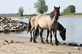 Aan_de_IJssel_019