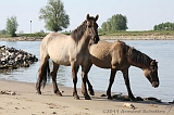 Aan_de_IJssel_020