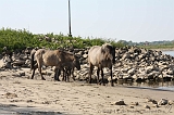 Aan_de_IJssel_021