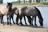 Aan_de_IJssel_022