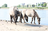 Aan_de_IJssel_023