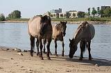 Aan_de_IJssel_024