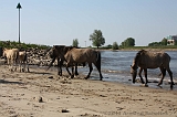 Aan_de_IJssel_027