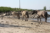 Aan_de_IJssel_028