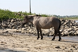 Aan_de_IJssel_030