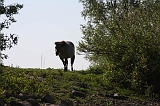 Aan_de_IJssel_031