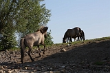 Aan_de_IJssel_042