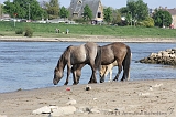 Aan_de_IJssel_047