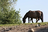 Aan_de_IJssel_048