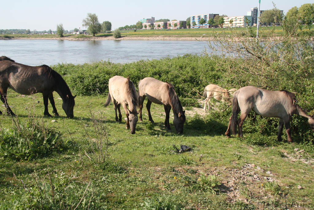 Aan_de_IJssel_byThomas_008.jpg