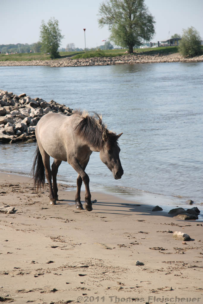 Aan_de_IJssel_byThomas_017.jpg