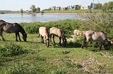 Aan_de_IJssel_byThomas_008