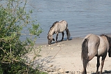 Aan_de_IJssel_byThomas_010