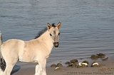 Aan_de_IJssel_byThomas_015