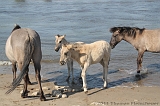 Aan_de_IJssel_byThomas_016