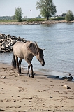 Aan_de_IJssel_byThomas_017