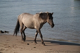 Aan_de_IJssel_byThomas_019