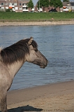 Aan_de_IJssel_byThomas_020