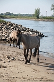 Aan_de_IJssel_byThomas_021