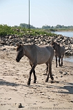 Aan_de_IJssel_byThomas_022