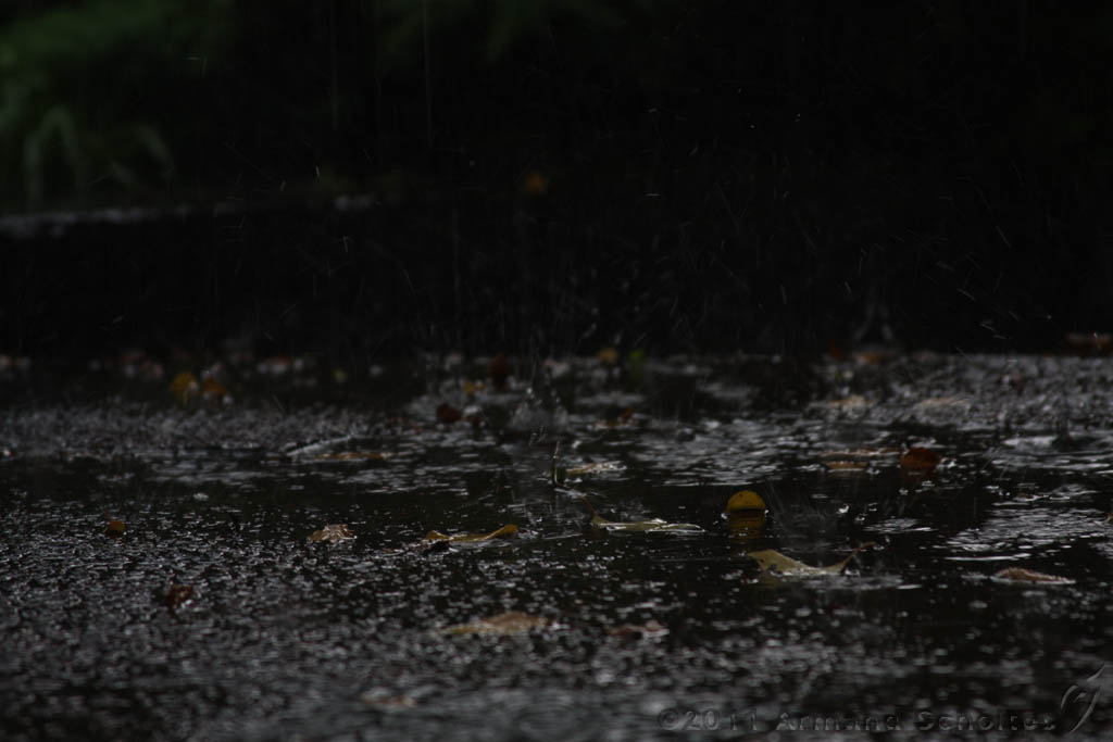 Raindrops_004.jpg