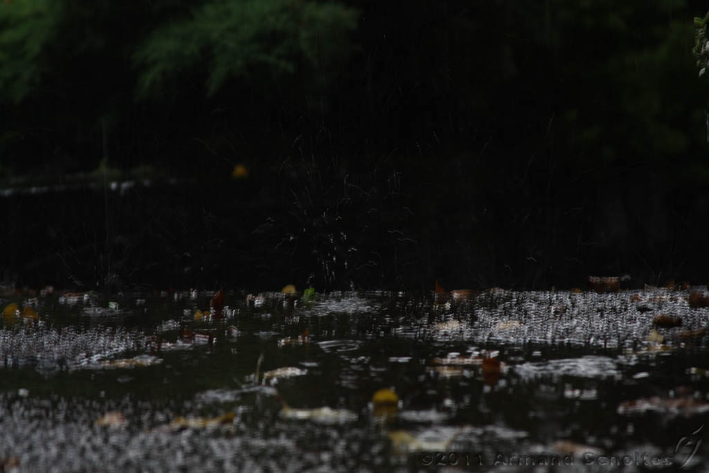 Raindrops_005.jpg