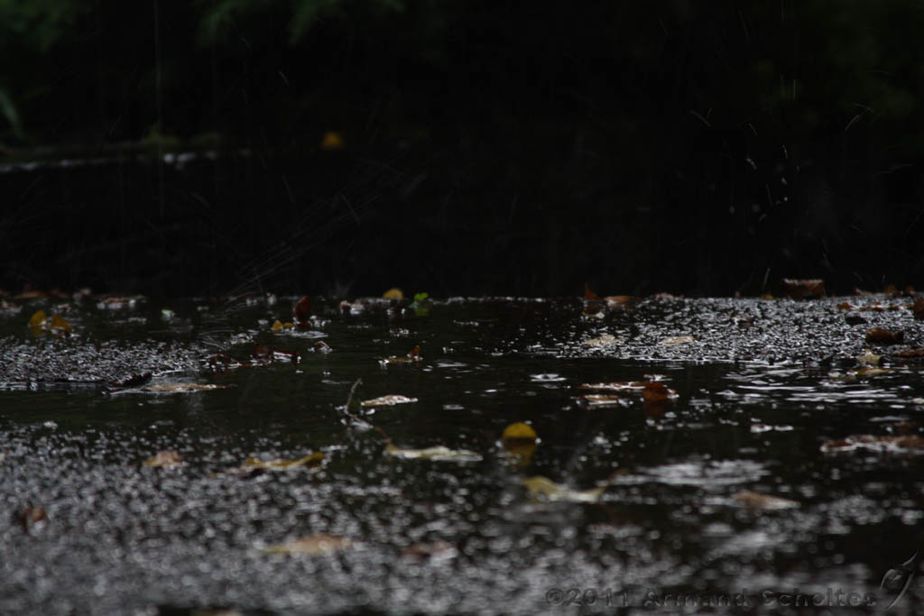 Raindrops_006.jpg