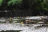 Raindrops_007