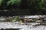 Raindrops_008