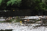 Raindrops_009