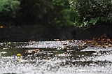 Raindrops_010
