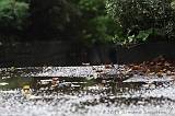 Raindrops_013