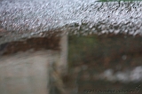Raindrops_015