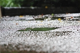Raindrops_016