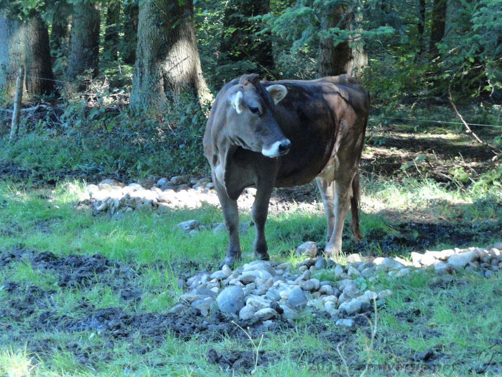 Swiss_2011-09-10-1205_0010_JS.jpg -                                