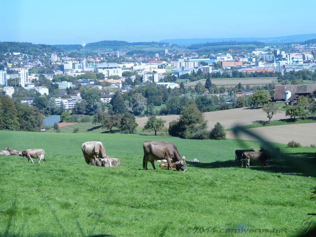 Swiss_2011-09-10-1207_0012_JS.jpg -                                