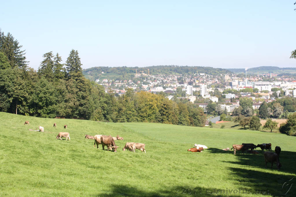 Swiss_2011-09-10-1214_0016_AS.jpg