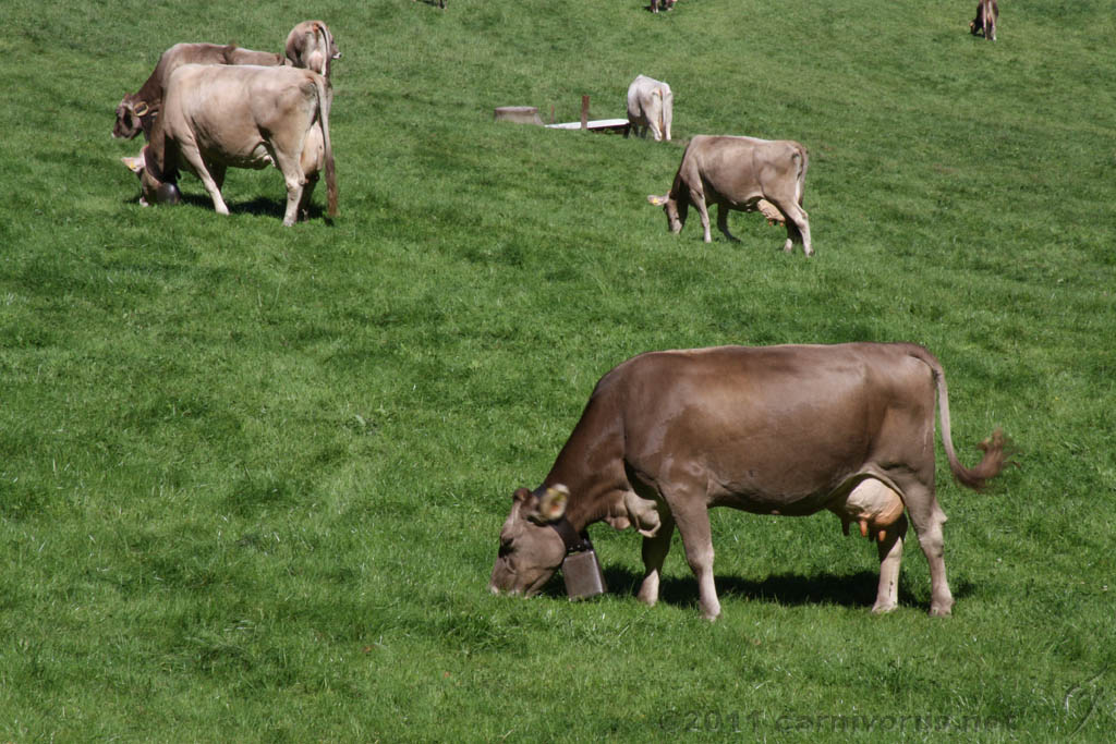 Swiss_2011-09-10-1219_0019_AS.jpg
