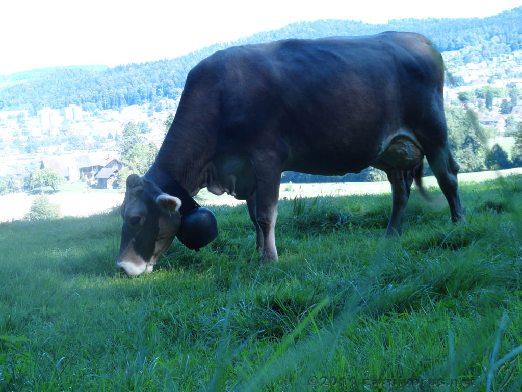 Swiss_2011-09-10-1317_0030_JS.jpg -                                