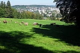 Swiss_2011-07-24-1738_0006_JL