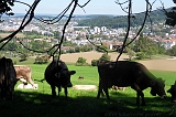 Swiss_2011-07-24-1849_0018_JL