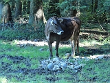 Swiss_2011-09-10-1205_0010_JS