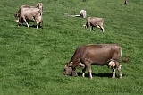 Swiss_2011-09-10-1219_0019_AS