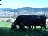 Swiss_2011-09-10-1316_0028_JS
