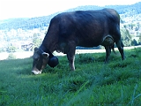 Swiss_2011-09-10-1317_0030_JS