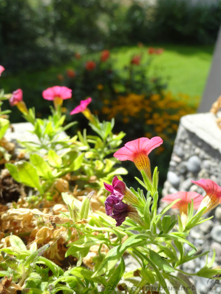 Swiss_2011-09-11-1223_0086_JS.jpg -                                