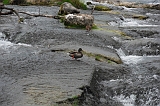 Swiss_2011-09-11-1733_0094_JL