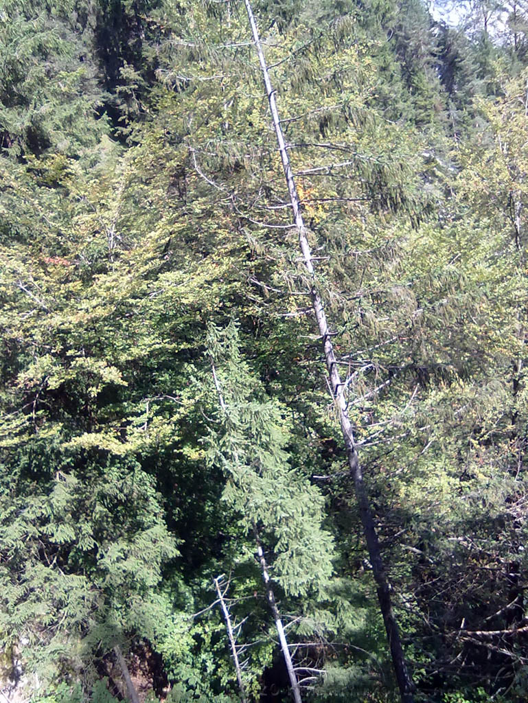 Swiss_2011-09-12-1151_0015_OG.jpg